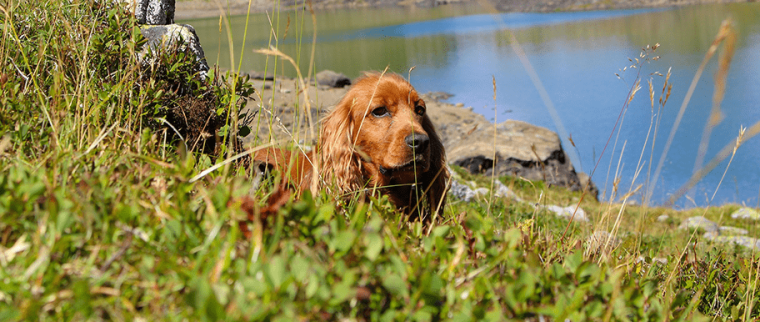 Randonnée avec son chien